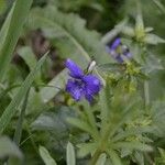 Viola sagittata Flower