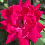 Rosa cinnamomea Цветок