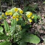 Primula verisÕis