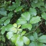 Rubus macrophyllus Blad