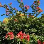 Bauhinia galpinii Hábito