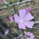 Malva tournefortiana Λουλούδι