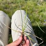 Carex sempervirens Blad