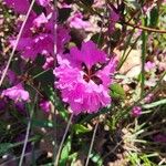 Rhododendron lapponicumFlower