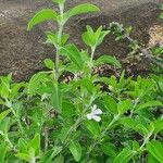 Barleria volkensii Leaf