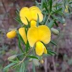 Gompholobium latifoliumFlower