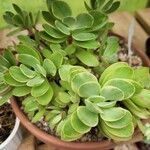 Crassula swaziensisFolha