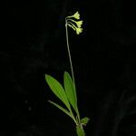 Primula sikkimensis Агульны выгляд