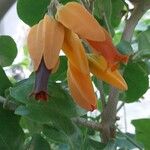 Juanulloa mexicana Flor