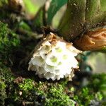 Ancistrorhynchus metteniae Flower