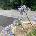 Agapanthus praecoxFlower