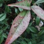 Nandina domestica Leaf