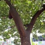 Platanus mexicana Агульны выгляд