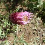 Cirsium andersonii Flor