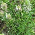 Monarda citriodora Folha