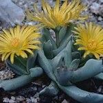 Schwantesia borcherdsii Flower