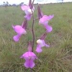 Eulophia cucullata Flor
