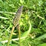 Plantago argentea Flower