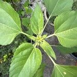 Helianthus annuusLeaf