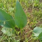 Arnoglossum plantagineum Leaf