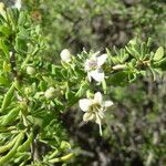 Lycium chilense Flower