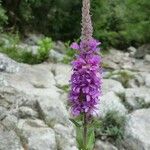 Lythrum salicariaFlower