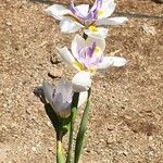 Dietes grandiflora Flower