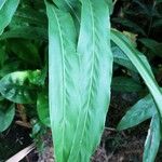 Alpinia galanga Leaf