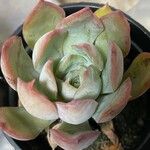 Echeveria colorata List