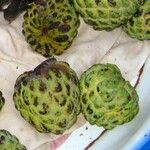 Annona squamosa Gyümölcs