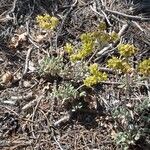 Eriogonum umbellatum Leaf