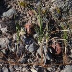 Carex arenaria Habitat