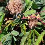 Mimosa pudica ফল