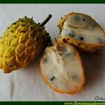 Annona mucosa 果實