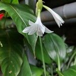 Eucharis amazonica Flower