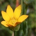 Blackstonia imperfoliata 花