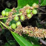 Prunus laurocerasus Ovoce