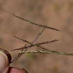 Bothriochloa bladhii Плід