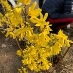 Forsythia viridissima花