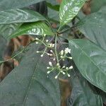 Psychotria solfiana Floro