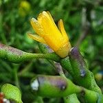 Hatiora salicornioides Flower