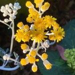 Jacobaea maritima Flower