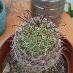 Mammillaria grahamii 葉