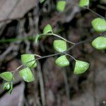 Adiantum jordanii Celota