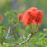 Erythrina abyssinica Цвят