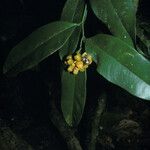 Heteropsis tenuispadix Fruto