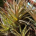 Tillandsia fasciculata Yaprak