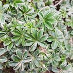 Alchemilla saxatilis Hoja