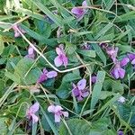 Viola odorata Plante entière