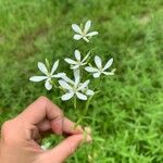 Sabatia angularis Floare